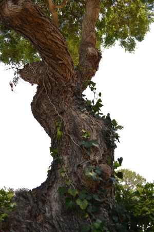 Tree Stock Photo DSC 0716 - PNG by annamae22 Tree Stock Photo DSC 0716 - PNG by annamae22