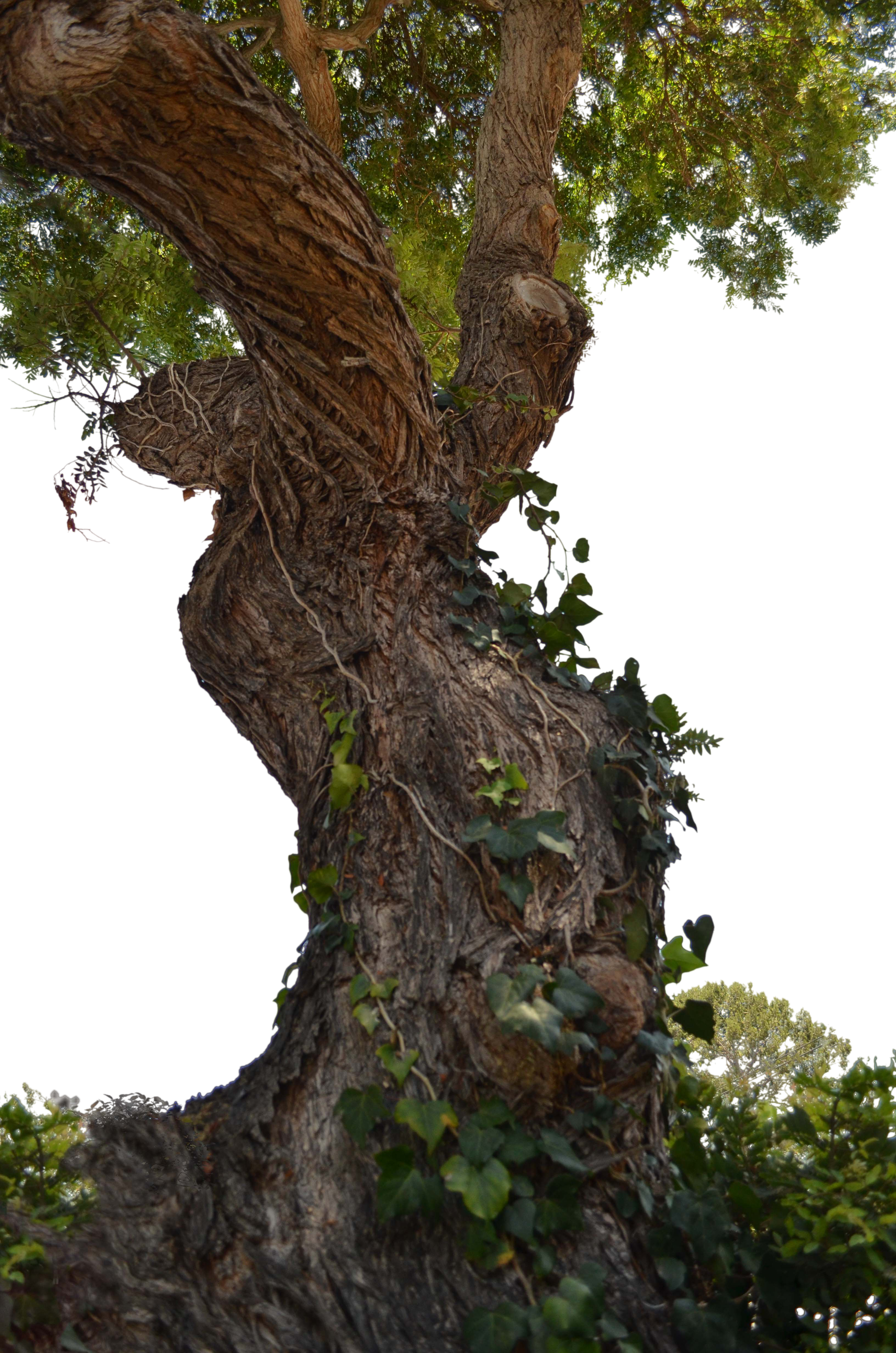 Tree Stock Photo DSC 0716 - PNG by annamae22