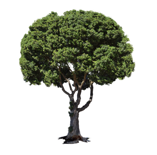 Retangular Tree Png Tree PNG Stock Photo DSC 0117 Re cc2 by annamae22 on DeviantArt