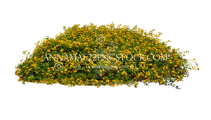 Yellow Flower Bed Stock Photo DSC 0104 - PNG