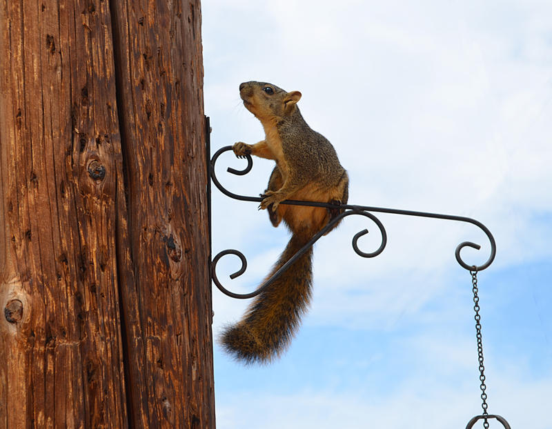 Squirrel Stock Photo DSC 0160