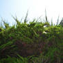 Low Growing Ground Pine 1 Stock Photo  DSC 0049