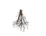 Floating Island Tree Trunk Rework -PNG Roots