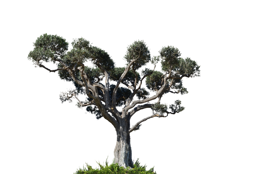 Tree Stock Photo DSC 0016 - PNG by annamae22 on DeviantArt