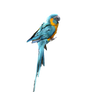 Blue Parrot on a Perch Stock Photo 0083 PNG