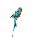 Blue Parrot on a Perch Stock Photo 0083 PNG
