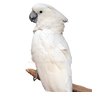 White Parrot on Perch Stock Photo 0804 PNG