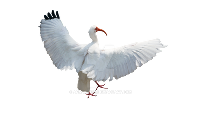 White Ibis Bird Stock Photo 0492 PNG