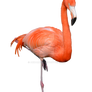 Flamingo Stock Photo 0309 PNG