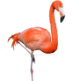 Flamingo Stock Photo 0310 PNG