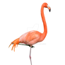 Flamingo Stock Photo Profile  0317 PNG