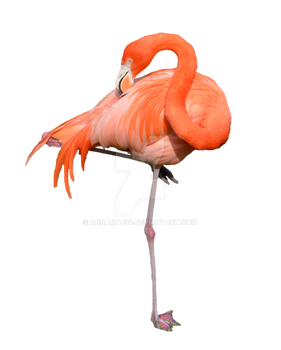 Flamingo Stock Photo 0319 PNG