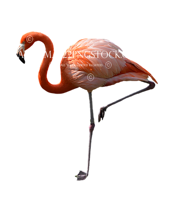 Pink Flamingo Stock Photo DSC 0441 PNG