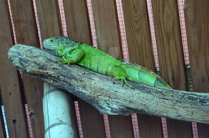 Lizard on a Branch Stock Photo DSC_0784