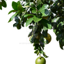 Grapefuit Tree Hanging Fruit Stock Photo 0342 PNG