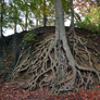 Tree Roots Ground Stock Photo 0147 PNG Rough-Cut