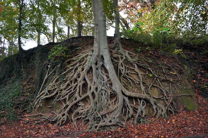Tree Roots Ground Stock Photo 0147 PNG Rough-Cut by annamae22 on DeviantArt