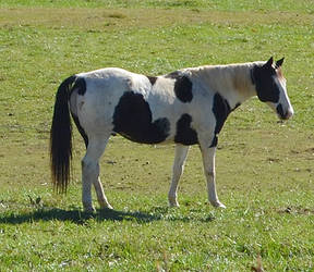 Horse In Field Stock Photo DSC 0390 copy 2