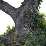 Tree with Ivy PNG Stock Photo 0720-Rough-Cut