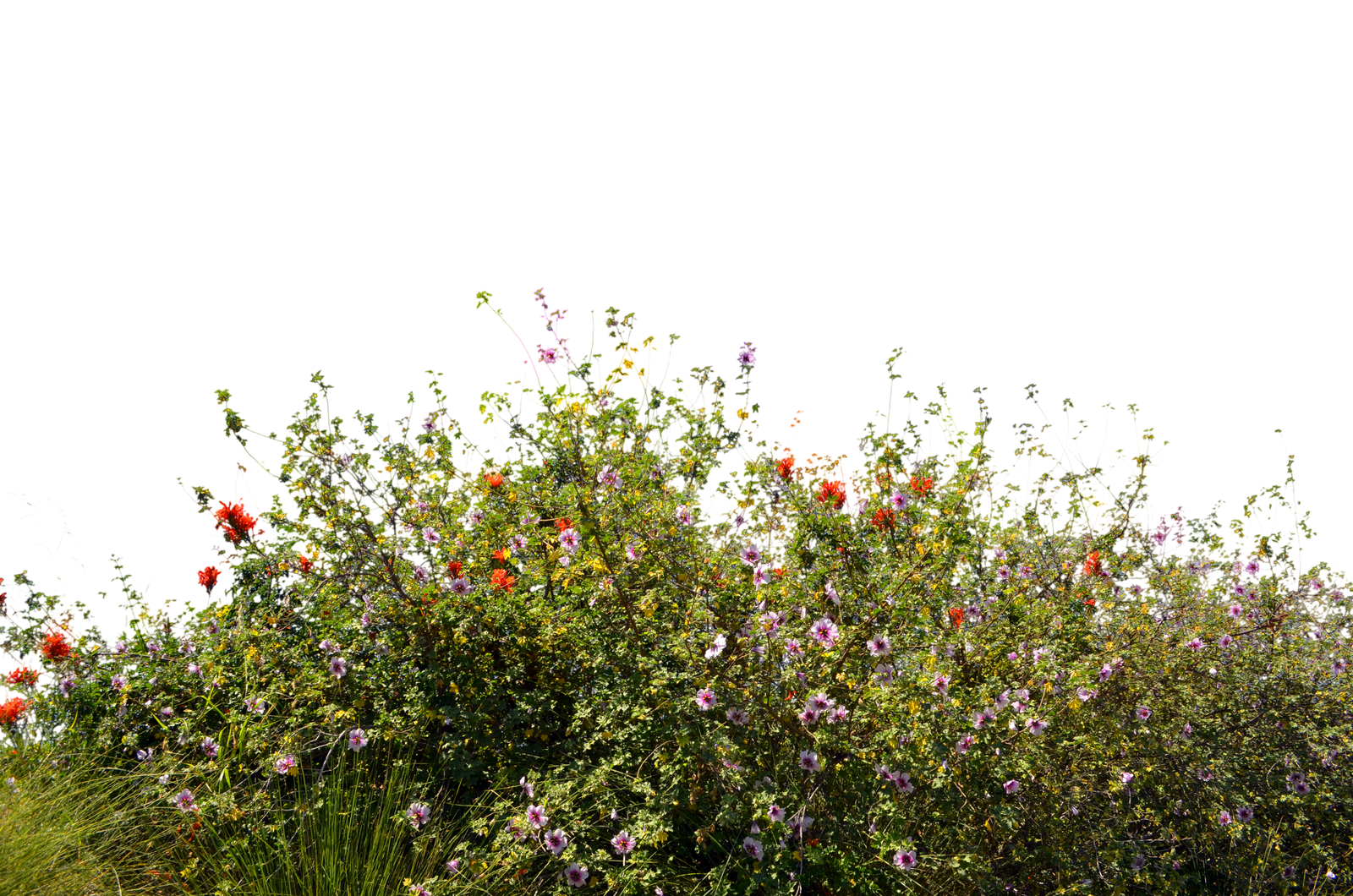 Ground Cover Wild Flowers Stock Photo 0078 PNG by annamae22 on DeviantArt