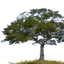 Tree Stock Photo 0007 PNG