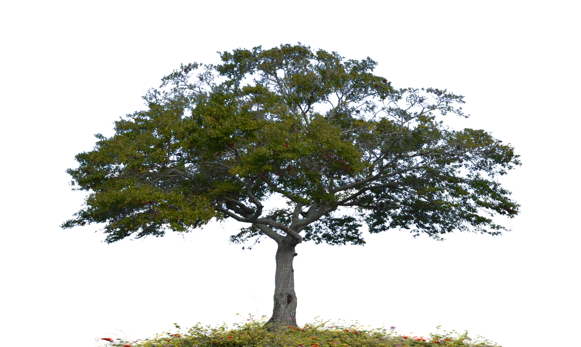 Tree Stock Photo 0007 PNG copy 2 by annamae22 on DeviantArt