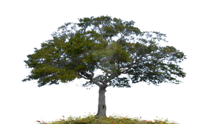 Tree Stock Photo 0007 PNG