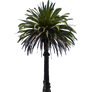 Palm Tree Stock Photo DSC 0018 PNG