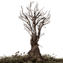 Roots-Tree Roots Dark Brownish PNG Stock