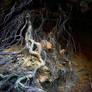 Tree Roots Premade Background Stock Stock Photo FA