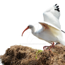 White Bird PNG Flight from Nest StockPhoto 0576