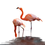 Flamingos Standing in Water PNG Stock Photo  0625