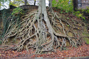 Giant Tree Roots Stock Photo 0150 Orig by annamae22