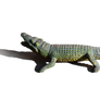 Alligator PNG Stock Photo 0251 2