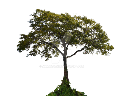 Tree PNG Stock Photo  0001