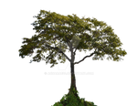 Tree PNG Stock Photo  0001