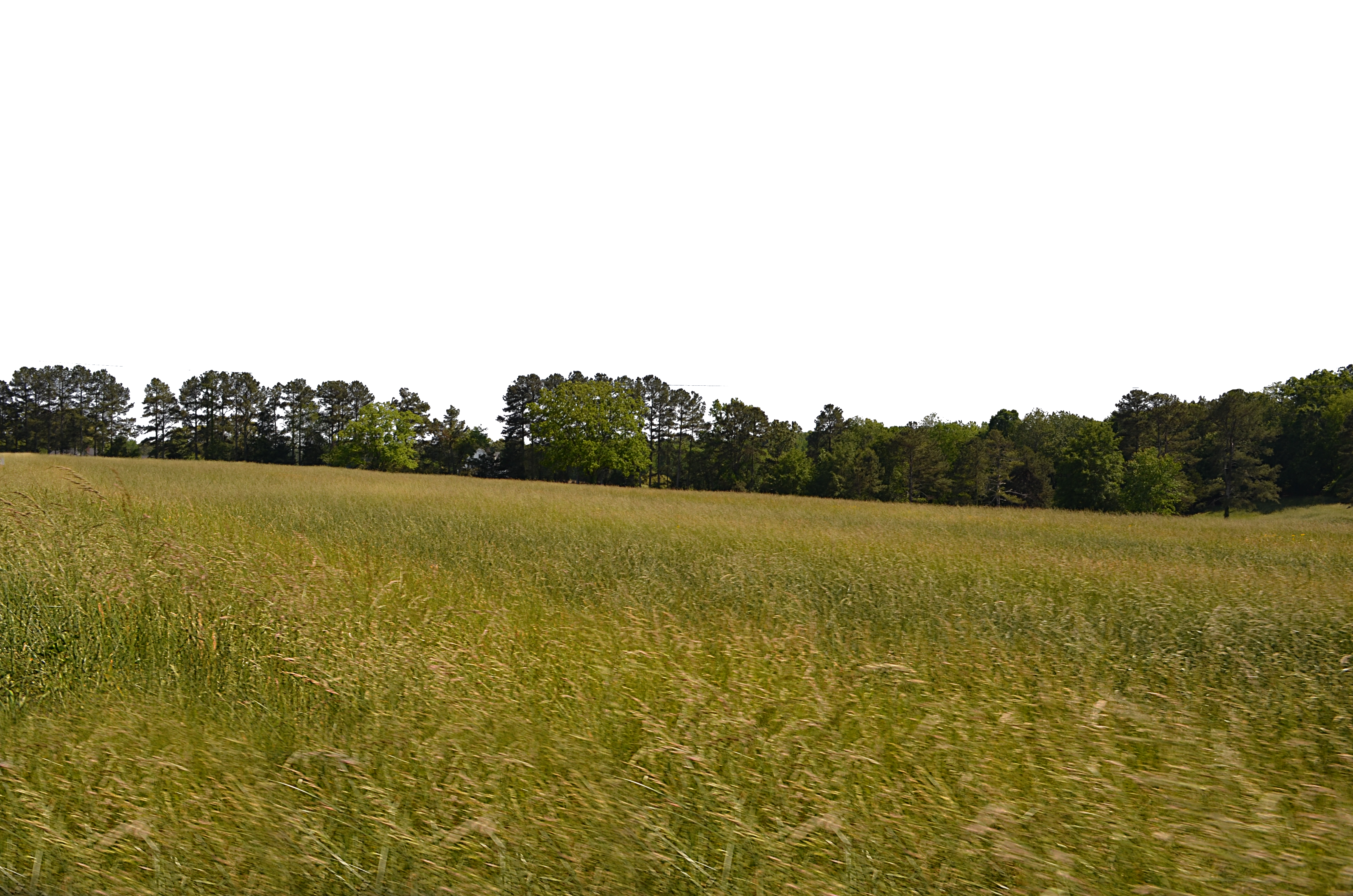 Forest Tree Rolling HillSide PNG Background 0126 by Forest Tree Rolling HillSide PNG Background 0126 by