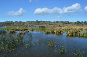 Marsh Wetlands Background Stock Photo 0354 FAVE by annamae22