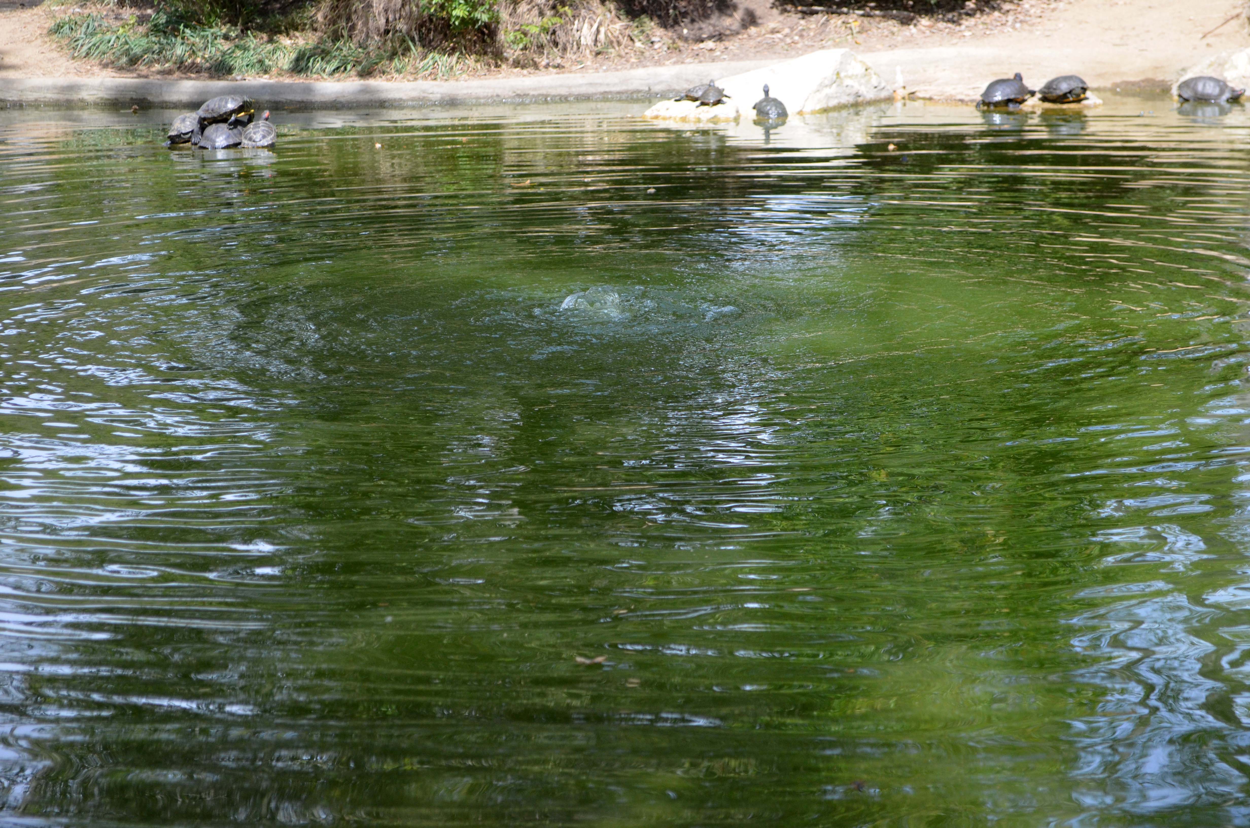 Pond Ripples Water Stock Photo 0094