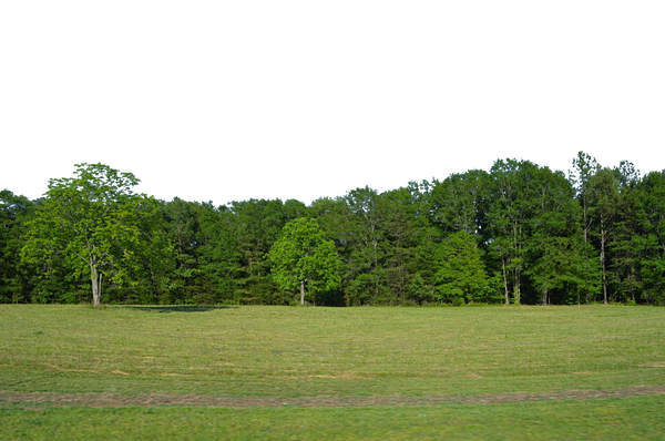 Forest Clearing Field PNG Background Stock 0050 by annamae22 on DeviantArt
