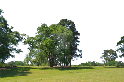 Trầm mình vào căn phòng làm việc, bạn chợt nhận ra không khí xung quanh quá nhàm chán. Tại sao không thử lắp một vài cây trong công viên nền PNG vào không gian làm việc của mình để cảm nhận được bầu không khí xanh mát như trong một công viên thật sự?