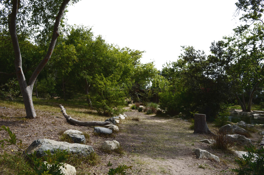 Stone Path Forest PNG Background Stock 0317