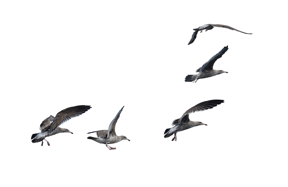 Flock of Seagulls Landing PNG Stock Photo by annamae22