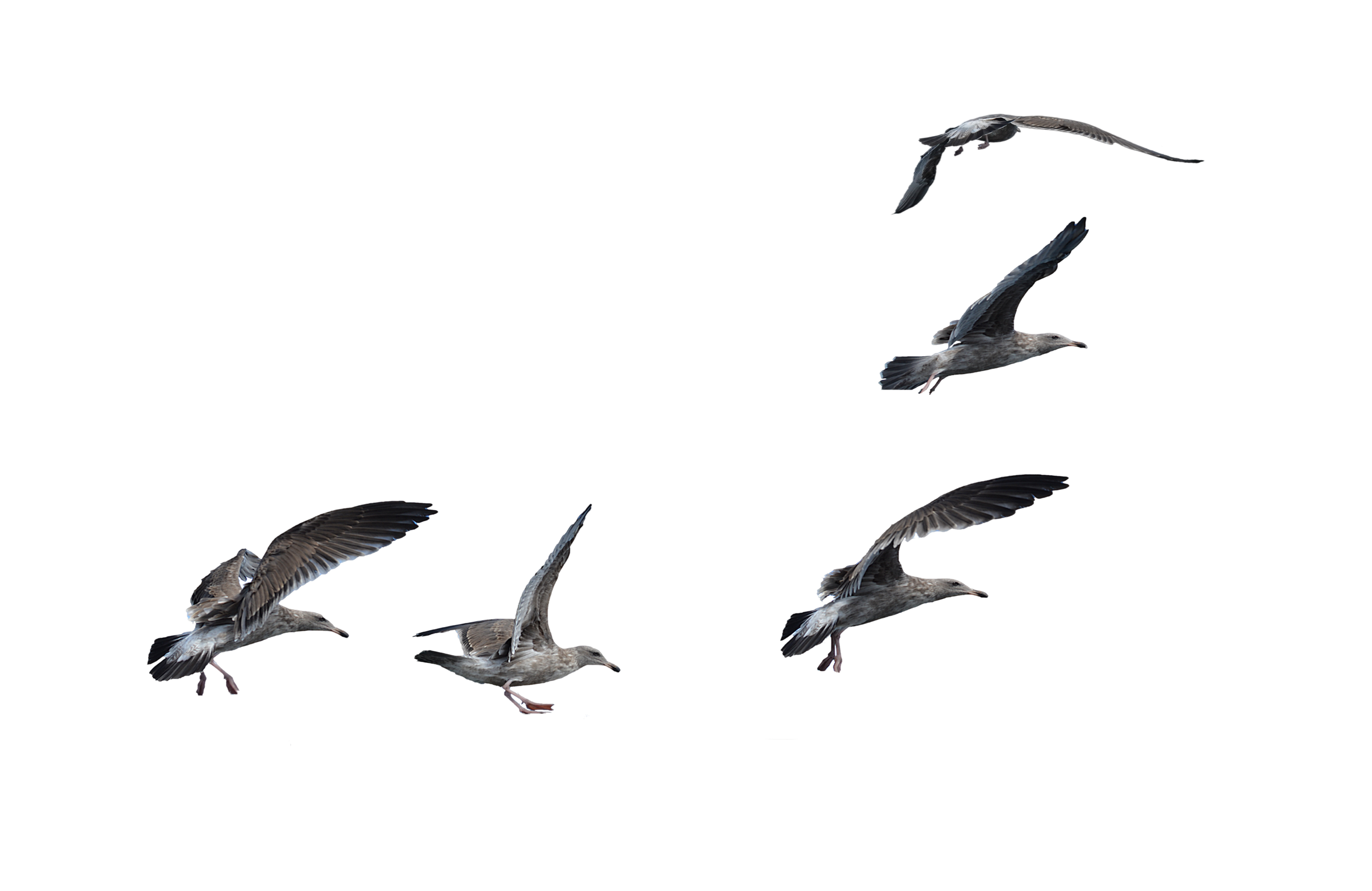 Flock of Seagulls Landing PNG Stock Photo by annamae22