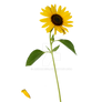 Sunflower  Single PNG Stock 0317