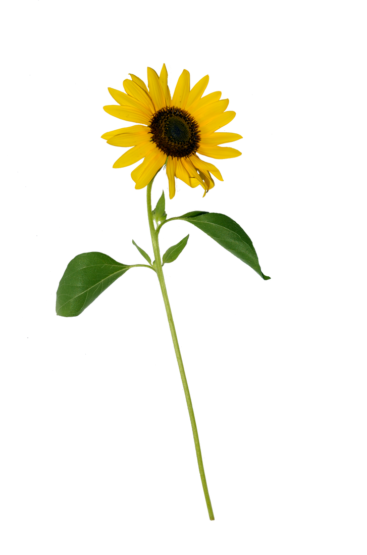 Sunflower Single PNG Stock 0318 copy by annamae22 on ...