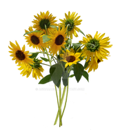 Sunflower Bouquet PNG Stock 0299