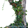 Tree  Ivy PNG Stock Photo 0025