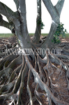 Mangrove Tree Roots W Grass PNG Stock Photo 0069