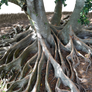 Mangrove Tree Roots PNG with Grass 0069